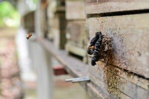 O Ipaam registrou aumento no número de criadores de abelhas sem ferrão no estado, que agora soma 283 produtores licenciados. A atividade...